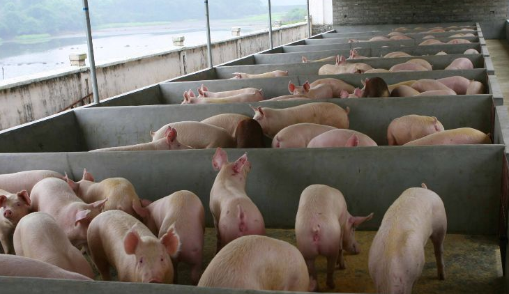 養(yǎng)豬場污水怎么處理比較好？-樂中環(huán)保