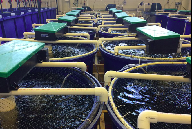 用于養(yǎng)殖場污水處理的新工藝，預計可降低28%運營成本01