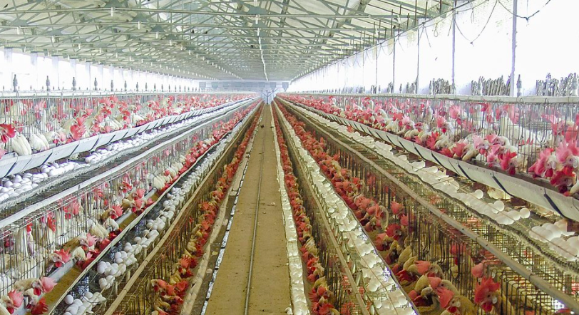 養(yǎng)殖場廢水如何正常處理？-青島樂中環(huán)保