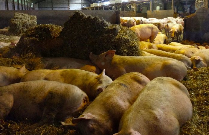 養(yǎng)豬場污水處理方法有哪些？選對工藝成本低效果好！