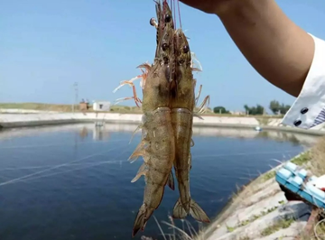 養(yǎng)蝦廠(chǎng)廢水處理方法_養(yǎng)蝦加工廢水處理設(shè)備